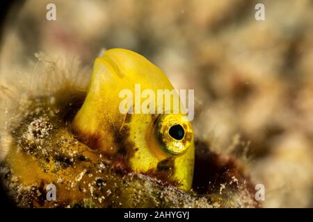 The surprising underwater world of the Indian and Pacifical Oceans Stock Photo