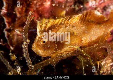 The surprising underwater world of the Indian and Pacifical Oceans Stock Photo