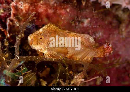 The surprising underwater world of the Indian and Pacifical Oceans Stock Photo