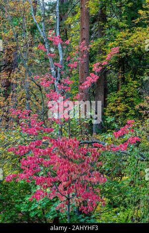 Red Colors of Dogwood Tree in Fall on Grounds of the Ahwahnee Hotel of Yosemite National Park CA USA World Location.