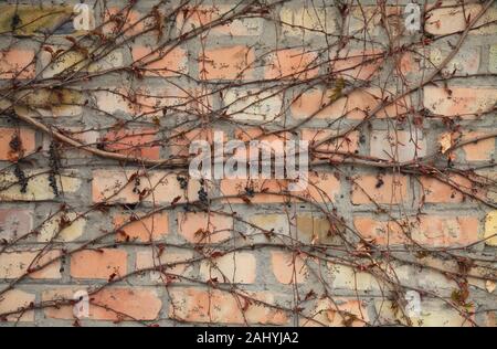 The background and texture of the brick wall, faded in the sun with the creeping vines. Light colored brick surface with dry creeping sprigs of grapes Stock Photo