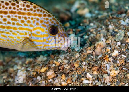 The surprising underwater world of the Indian and Pacifical Oceans Stock Photo