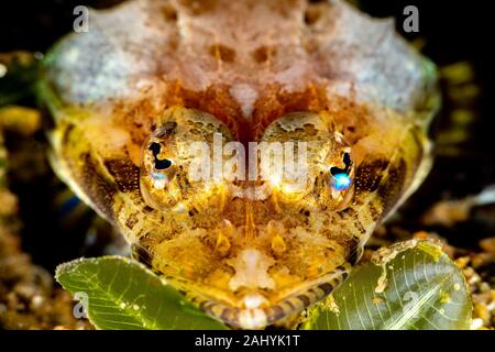 The surprising underwater world of the Indian and Pacifical Oceans Stock Photo