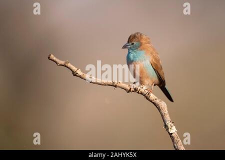 Blue waxbill, Uraeginthus angolensis, Zimanga Game Reserve, South Africa Stock Photo