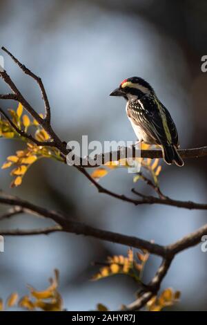 Red-fronted tinkerbird, Pogoniulus pusillus, uMkhuze Game Reserve, South Africa Stock Photo