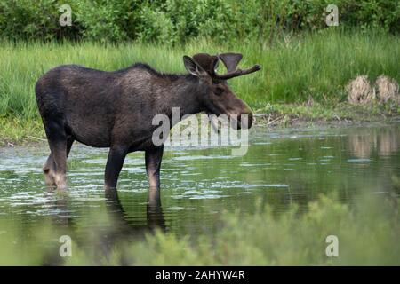 A bull moose forages in the meadows during summer in the Grand Teton National Park in Moose, Wyoming. Stock Photo