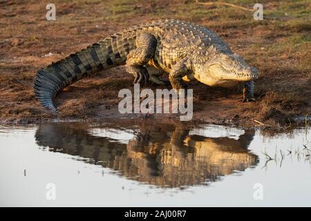 Nile Crocodile, Crocodylus niloticus, Pongolapoort Dam, Lake Jozini, Pongola Nature Reserve, South Africa Stock Photo