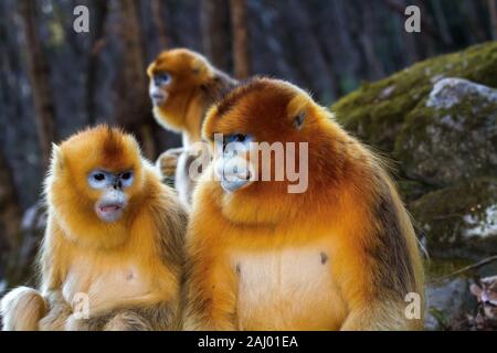 Adult and young Snub-nosed Golden Monkeys (Rhinopithecus roxellana). January in forested area in Qinling mountains, Shaanxi province, China Stock Photo