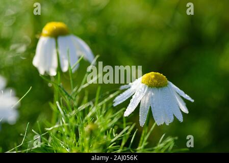 Chamomile flower with tiny morning dew water drops on petals macro Stock Photo