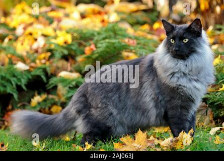 Norwegian forest cat in autumnal garden. Yellow leaves have been falling down Stock Photo