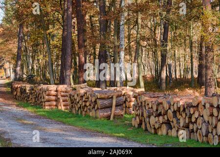 Stacked pine wooden logs in the autumn forest. Tree trunks cut and stacked, firewood for winter. Stock Photo