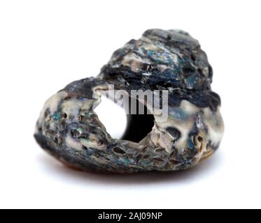 dark sea snail with outer layer worn out to iridescent nacre in places,  isolated on white background Stock Photo