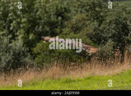 Eurasian eagle-owl, Bubo bubo, in flight. Stock Photo