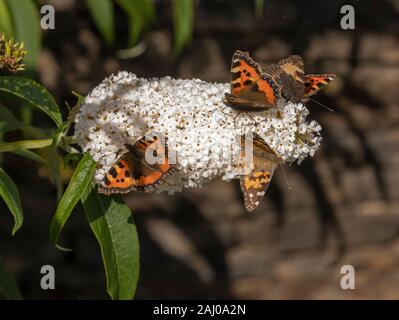 White Buddleia, with masses of butterflies on: small tortoiseshell, Aglais urticae, and painted lady, Vanessa cardui. Stock Photo