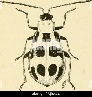 Manual of vegetable-garden insects . a tendency tocoalesce (Fig. 70). The beetles attack cantaloupe,watermelon, squash and cucum-ber plants just as they are com-ing up and also eat holes in thefruit. They are also destructiveto beet, spinach, bean, pea, cab-bage, turnip, potato, lettuce,mustard, peanut, corn, alfalfaand clover. They are especially troublesome on farms onwhich flowers are grown for seed. They sometimes defoliateyoung deciduous and citrus trees and cause considerable injuryby eating holes in the fruit of the peach, prune and apricot.The beetles hibernate in sheltered places, eme Stock Photo