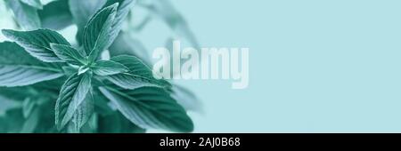Close up mint on the blue background. Toned banner with free copy spase. Stock Photo