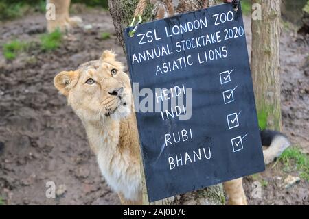 ZSL London Zoo, 2nd Jan 2020. Critically Endangered Asiatic lions  (Panthera leo leo) are counted, and lioness Heidi, 9 years old, goes to inspect the name board. Zookeepers at ZSL London Zoo are ready to count the animals at the Zoo’s annual stocktake. Caring for more than 500 different species, ZSL London Zoo’s keepers once again face the challenging task of tallying up every mammal, bird, reptile, fish and invertebrate at the Zoo.The annual audit is requirement for the zoo's license. Credit: Imageplotter/Alamy Live News Stock Photo