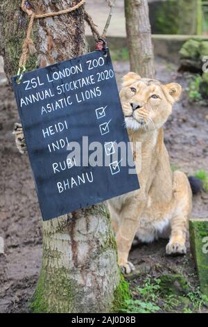 ZSL London Zoo, 2nd Jan 2020. Critically Endangered Asiatic lions  (Panthera leo leo) are counted, and lioness Heidi, 9 years old, goes to inspect the name board. Zookeepers at ZSL London Zoo are ready to count the animals at the Zoo’s annual stocktake. Caring for more than 500 different species, ZSL London Zoo’s keepers once again face the challenging task of tallying up every mammal, bird, reptile, fish and invertebrate at the Zoo.The annual audit is requirement for the zoo's license. Credit: Imageplotter/Alamy Live News Stock Photo