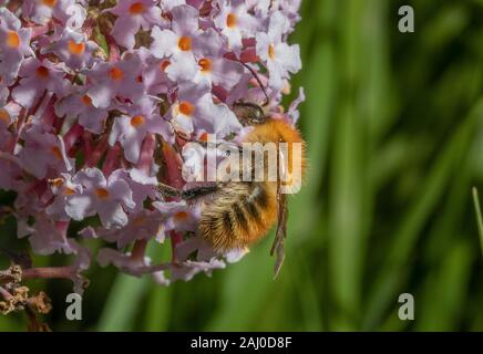 Beautiful gingery form of Common Carder Bee, Bombus pascuorum, brown-banded carder bee, visiting Buddleia flowers, South Devon. Stock Photo