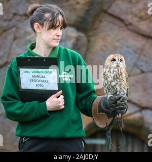 ZSL London Zoo, 2nd Jan 2020. Keeper Chelsea Reid-Johnson with pretty tawny owl. also called Alberta, aso brown owl ((Strix aluco), a medium sized Eurasian owl found in woodland. Credit: Imageplotter/Alamy Live News Stock Photo