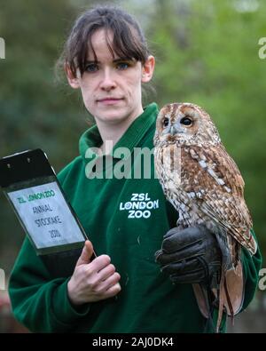 ZSL London Zoo, 2nd Jan 2020. Keeper Chelsea Reid-Johnson with pretty tawny owl. also called Alberta, aso brown owl ((Strix aluco), a medium sized Eurasian owl found in woodland. Credit: Imageplotter/Alamy Live News Stock Photo