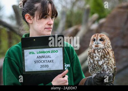 ZSL London Zoo, 2nd Jan 2020. Keeper Chelsea Reid-Johnson with pretty tawny owl. also called Alberta, aso brown owl ((Strix aluco), a medium sized Eurasian owl found in woodland. Credit: Imageplotter/Alamy Live News Stock Photo