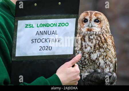 ZSL London Zoo, 2nd Jan 2020. Keeper Chelsea Reid-Johnson with pretty tawny owl. also called Alberta, aso brown owl ((Strix aluco), a medium sized Eurasian owl found in woodland. Credit: Imageplotter/Alamy Live News Stock Photo