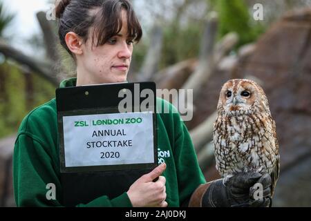 ZSL London Zoo, 2nd Jan 2020. Keeper Chelsea Reid-Johnson with pretty tawny owl. also called Alberta, aso brown owl ((Strix aluco), a medium sized Eurasian owl found in woodland. Credit: Imageplotter/Alamy Live News Stock Photo