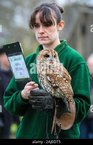 ZSL London Zoo, 2nd Jan 2020. Keeper Chelsea Reid-Johnson with pretty tawny owl. also called Alberta, aso brown owl ((Strix aluco), a medium sized Eurasian owl found in woodland. Credit: Imageplotter/Alamy Live News Stock Photo