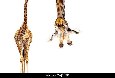 Giraffe with long head look upside down on white Stock Photo