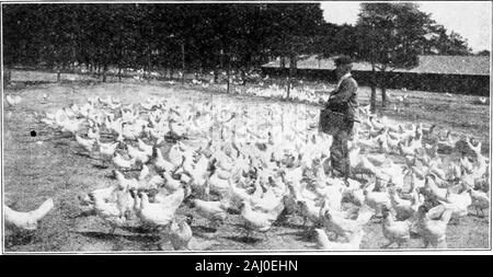 Dollars and sense in the poultry business .. . so balanced that the right proportion andkind of ingredients for egg forming are used. Some foods make shells.Page Fifty American Poultry School, Kansas City, Mo. others make yolks, others whites. If you feed enough to produce six shells,four whites and two yolks you get only two egga. If you feed the rightportions for six shells, six yolks, six whites, you get six eggs. You havefed no more, but the right proportions. Our lessons on feeding will openyour eyes to the wonderful results you will obtain when you have a scientificknowledge of the busin Stock Photo