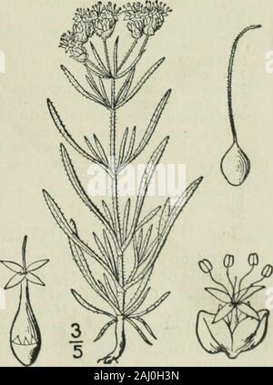 An illustrated flora of the northern United States, Canada and the British possessions : from Newfoundland to the parallel of the southern boundary of Virginia and from the Atlantic Ocean westward to the 102nd meridian . 13. Plantago arenaria W. & KFig. 3910. Sand Plantain. Plantago arenaria W. & K. PI. Rar. Hung, i: 51. pi. J/.1802. Annual, pubescent, somewhat viscid; stem simple, orcommonly becoming much branched, leafy, 3-^5 high.Leaves opposite, or whorled, narrowly linear, entire,sessile, i-3 long, about i wide; peduncles axillary,often umbellate at the ends of the stem and branches,slend Stock Photo
