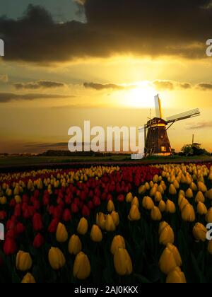 Dutch spring sunset on the windmills and the tulips farm with red and yellow tulips flowers blossoms Stock Photo
