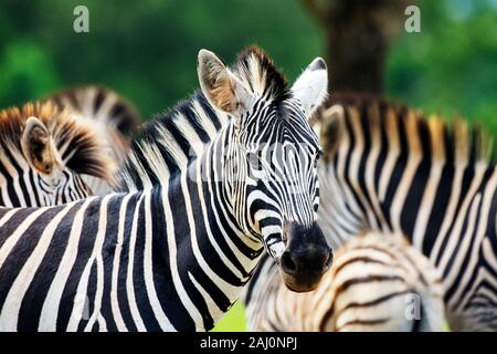 Close-up of Burchell's Zebra in Milwane Wildlife Sanctuary, Eswatini Stock Photo