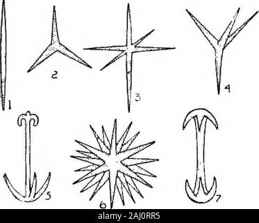 Spicules Sponge