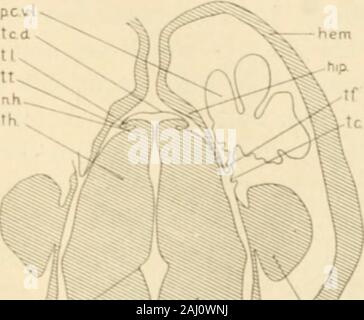 . Journal of comparative neurology . Fig. 11 Parasagittal section near  median surface of mandibular nerve, embryoof pig 17 mm. in length. E,  eustachian tube; Jug, jugular vein; Man, mandibu-lar nerve; Ot, otic  ganglion; *S, semilunar ganglion. Fig. 12