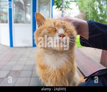 Human hand stroking the red headed cat Stock Photo