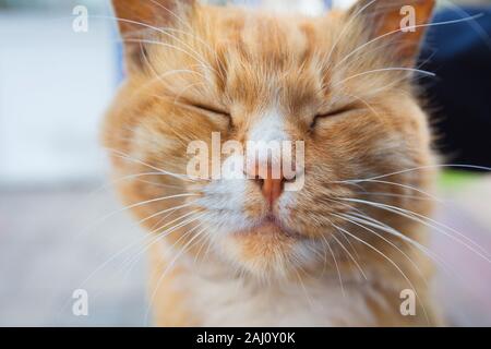 Human hand stroking the red headed cat Stock Photo