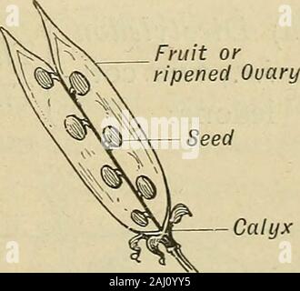 Notes of lessons on the Herbartian method (based on Herbart's plan) . Calyx Ouary containiOvules. Different Stages of a Bean. II. Presentation. 1. Parts of a seed (as seen in a beair). , v c, , (Testa : outer skin. (a) bpermoderm   ? , . , . -{legmen: inner skin. (or covering).  .r? 7 , , . [Micropvle : hole in spermoderm. 250 Notes on Herbartian Method (b) Embryo (or { Radicle : seed-root. future plant). Hilum or Seal Stock Photo