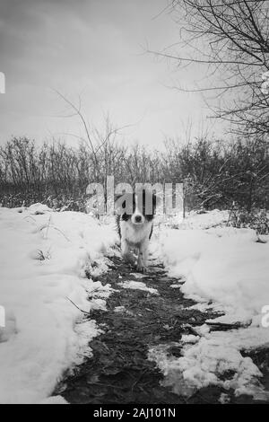 Black and white vertical portrait of a dog walking a pathway through the snow in the forest. Cold winter day, seasonal mood, adorable pet. Stock Photo