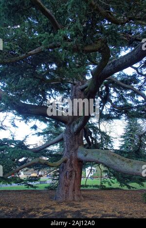 Deodar cedar is a species of cedar native to the western Himalayas in Eastern Afghanistan, Northern Pakistan (especially in Khyber Pakhtunkhwa) and In Stock Photo