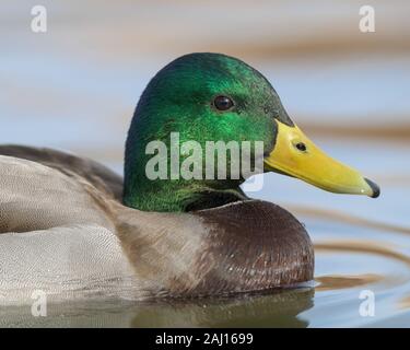 Closeup portrait of a colorful male mallard duck on a calm pond Stock Photo