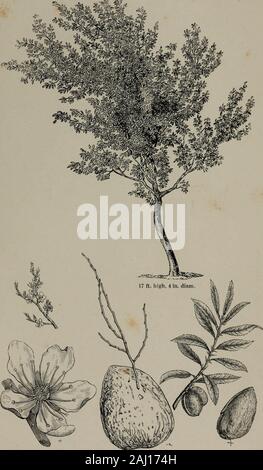 Arboretum et fruticetum britannicum, or : The trees and shrubs of Britain, native and foreign, hardy and half-hardy, pictorially and botanically delineated, and scientifically and popularly described ... . ucuparia (the Moun-1 tain Ash) J P. (M.) baccata (the Si- I berian Crab) - JP. bollwyllerianaP. communis (the Pear) -P. c, full-grown tree, 4to.P. c. var. Glout MorceauP. coronaria -P. .Malus (the Apple)P. M. var., full-grown tree.P. pinnatifida -P. sinaica - P. sinensis -P. Sorbus (the Sorb, or  True Service Tree) JP. S. hybrida lanuginosa -P. (M.) spectabilis -P. (S.) spuria -P. variolosa Stock Photo