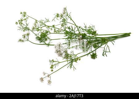 cilantro isolated Stock Photo