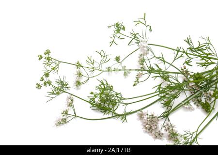 cilantro isolated Stock Photo