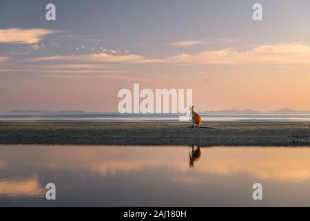 Agile Wallaby at sunrise on the beach. Stock Photo