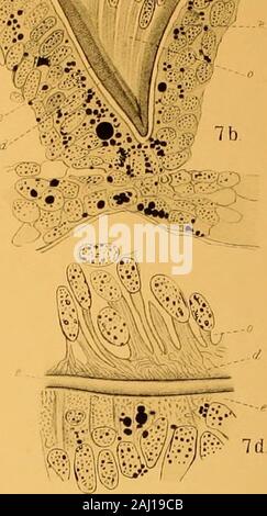 Quarterly journal of microscopical science . 7c Stock Photo - Alamy