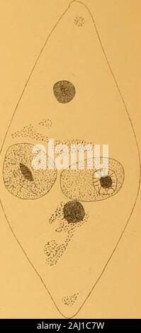 Quarterly journal of microscopical science . Fig,20. Stock Photo