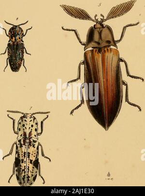 The cabinet of oriental entomology : being a selection of some of the rarer and more beautiful species of insects, natives of India and the adjacent islands, the greater portion of which are now for the first time discribed and figured . Stock Photo