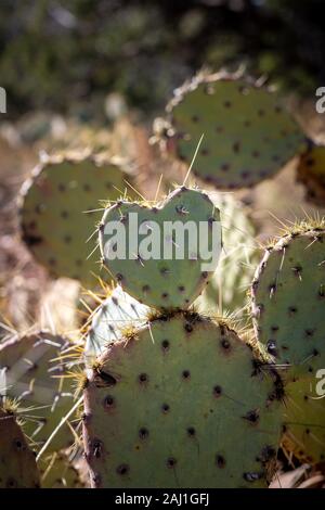 Heart-shaped cactus in Arizona Stock Photo